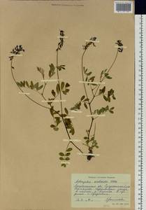 Astragalus norvegicus Grauer, Siberia, Chukotka & Kamchatka (S7) (Russia)