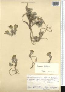 Solms-laubachia flabellata (Regel) J.P. Yue, Al-Shehbaz & H. Sun, Middle Asia, Pamir & Pamiro-Alai (M2) (Kyrgyzstan)