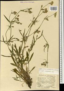 Silene aprica Turcz. ex Fisch. & C. A. Mey., Mongolia (MONG) (Mongolia)