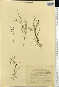 Sparganium hyperboreum Laest. ex Beurl., Siberia, Russian Far East (S6) (Russia)