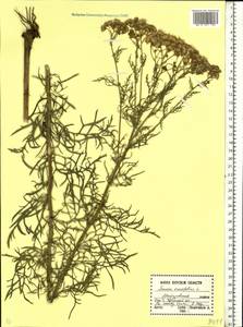 Jacobaea erucifolia subsp. erucifolia, Eastern Europe, Central forest-and-steppe region (E6) (Russia)