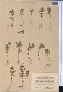 Clinopodium graveolens subsp. rotundifolium (Pers.) Govaerts, Middle Asia, Western Tian Shan & Karatau (M3) (Uzbekistan)