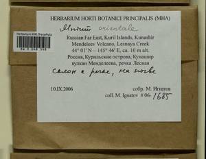 Mnium orientale R.E. Wyatt, Odrzyk. & T.J. Kop., Bryophytes, Bryophytes - Russian Far East (excl. Chukotka & Kamchatka) (B20) (Russia)