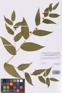 Streptopus amplexifolius (L.) DC., Eastern Europe, Moscow region (E4a) (Russia)