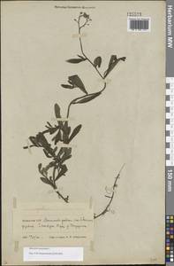 Myosotis scorpioides L., Eastern Europe, Belarus (E3a) (Belarus)