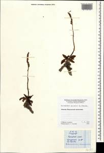 Spiranthes spiralis (L.) Chevall., Caucasus, Abkhazia (K4a) (Abkhazia)