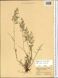 Eragrostis minor Host, Caucasus, North Ossetia, Ingushetia & Chechnya (K1c) (Russia)
