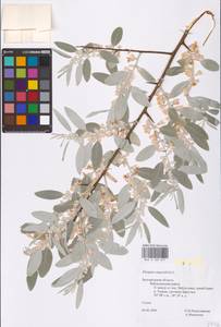 Elaeagnus angustifolia L., Eastern Europe, Central forest-and-steppe region (E6) (Russia)
