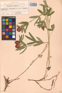 Trifolium alpestre L., Eastern Europe, North Ukrainian region (E11) (Ukraine)