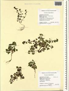 Veronica hederifolia L., Crimea (KRYM) (Russia)