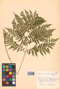 Diplazium sibiricum (Turcz. ex Kunze) Sa.Kurata, Siberia, Russian Far East (S6) (Russia)