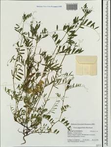 Vicia sativa subsp. nigra (L.)Ehrh., Crimea (KRYM) (Russia)