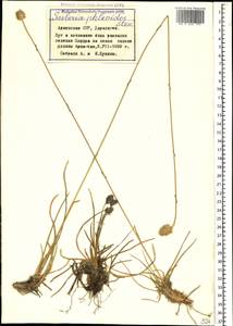 Sesleria phleoides Steven ex Roem. & Schult., Caucasus, Armenia (K5) (Armenia)