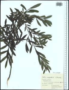 Salix vinogradovii A. K. Skvortsov, Eastern Europe, Central region (E4) (Russia)