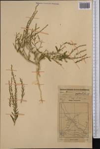 Corispermum papillosum (Kuntze) Iljin, Middle Asia, Karakum (M6) (Turkmenistan)