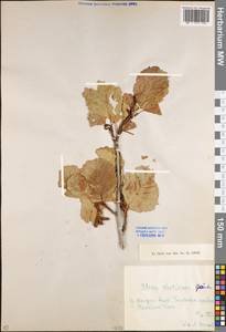 Alnus glutinosa (L.) Gaertn., Eastern Europe, Eastern region (E10) (Russia)