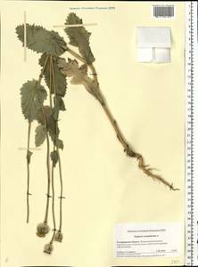 Papaver somniferum L., Eastern Europe, Central region (E4) (Russia)