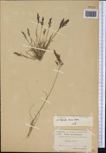 Agrostis mertensii Trin., America (AMER) (Greenland)