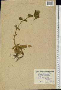 Dianthus barbatus L., Eastern Europe, Moscow region (E4a) (Russia)