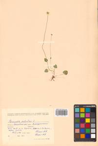 Parnassia palustris L., Siberia, Russian Far East (S6) (Russia)