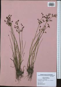 Juncus articulatus L., Eastern Europe, Central region (E4) (Russia)