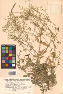 Cerastium holosteoides Fr., Siberia, Russian Far East (S6) (Russia)