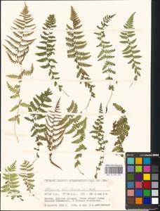 Athyrium filix-femina, Eastern Europe, Moscow region (E4a) (Russia)