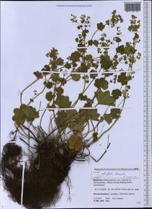 Alchemilla lindbergiana Juz., Siberia, Baikal & Transbaikal region (S4) (Russia)