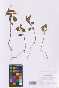 Impatiens parviflora DC., Eastern Europe, Moscow region (E4a) (Russia)