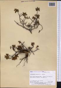 Rhododendron lapponicum (L.) Wahlenb., America (AMER) (United States)