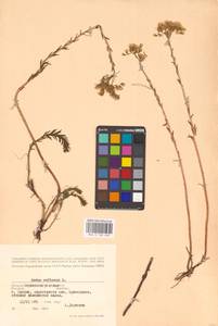 Petrosedum rupestre subsp. rupestre, Eastern Europe, North Ukrainian region (E11) (Ukraine)
