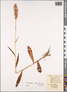 Dactylorhiza fuchsii (Druce) Soó, Eastern Europe, Central region (E4) (Russia)