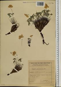 Paraquilegia anemonoides (Willd.) Engl. ex Ulbr., Siberia, Baikal & Transbaikal region (S4) (Russia)