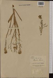 Brassica oleracea L., Western Europe (EUR) (France)
