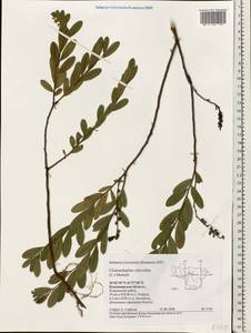 Chamaedaphne calyculata (L.) Moench, Eastern Europe, Central region (E4) (Russia)