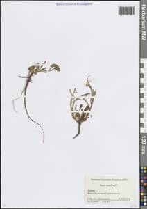 Iberis simplex DC., Caucasus, Krasnodar Krai & Adygea (K1a) (Russia)