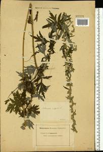 Artemisia vulgaris L., Eastern Europe, Eastern region (E10) (Russia)