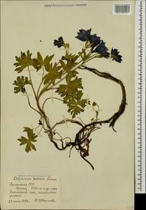 Delphinium foetidum Lomak, Caucasus, Armenia (K5) (Armenia)