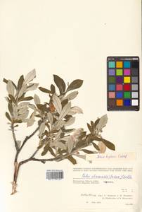 Salix krylovii E. L. Wolf, Siberia, Chukotka & Kamchatka (S7) (Russia)