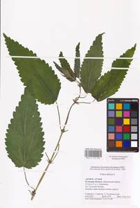 Urtica dioica L., Eastern Europe, Central region (E4) (Russia)