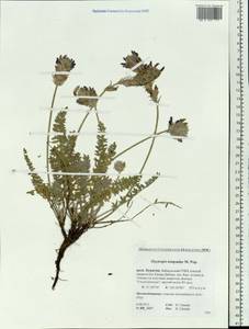 Oxytropis turczaninovii Jurtzev, Siberia, Baikal & Transbaikal region (S4) (Russia)