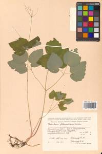 Thalictrum filamentosum Maxim., Siberia, Russian Far East (S6) (Russia)