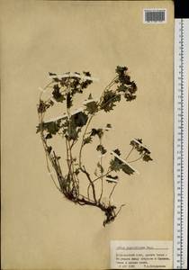 Hylotelephium populifolium (Pall.) H. Ohba, Siberia, Altai & Sayany Mountains (S2) (Russia)