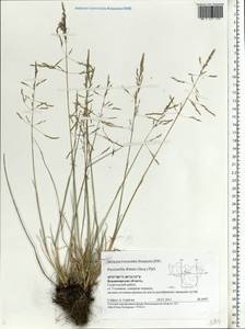 Puccinellia distans (Jacq.) Parl., Eastern Europe, Central region (E4) (Russia)