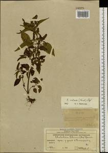 Elsholtzia ciliata (Thunb.) Hyl., Siberia, Chukotka & Kamchatka (S7) (Russia)