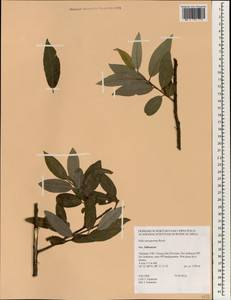 Salix tetrasperma Roxb., South Asia, South Asia (Asia outside ex-Soviet states and Mongolia) (ASIA) (Thailand)