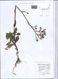 Lactuca racemosa Willd., Caucasus, Stavropol Krai, Karachay-Cherkessia & Kabardino-Balkaria (K1b) (Russia)