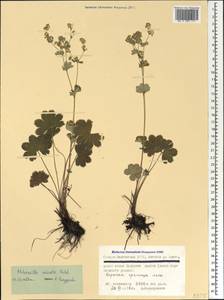 Alchemilla sericata Rchb., Caucasus, North Ossetia, Ingushetia & Chechnya (K1c) (Russia)