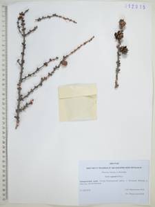 Larix gmelinii (Rupr.) Kuzen., Siberia, Russian Far East (S6) (Russia)