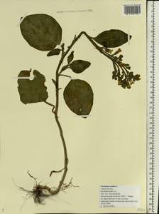 Nicotiana rustica L., Eastern Europe, North-Western region (E2) (Russia)